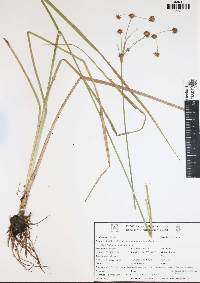 Rhynchospora holoschoenoides image