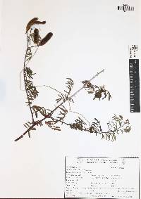 Mimosa pigra image