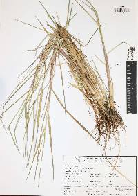 Panicum aquaticum image