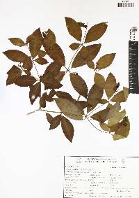 Rauvolfia tetraphylla image