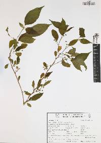 Acalypha leptopoda image