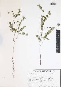 Phyllanthus liebmannianus image