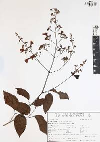 Bignonia diversifolia image