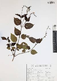 Priva lappulacea image