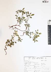 Oxalis frutescens image