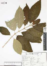 Callicarpa acuminata image