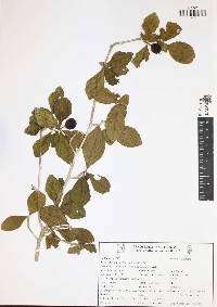 Guettarda elliptica image