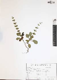 Ocimum micranthum image