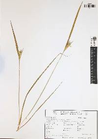 Cipura campanulata image