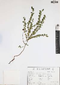 Phyllanthus liebmannianus image