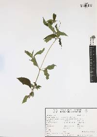 Acmella oppositifolia image