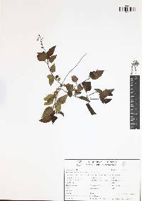 Priva lappulacea image