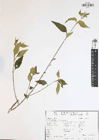 Lantana involucrata image
