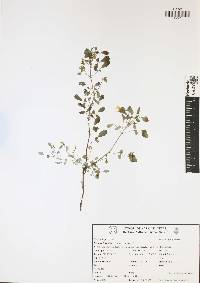 Oxalis frutescens image