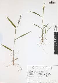 Urochloa fusca image