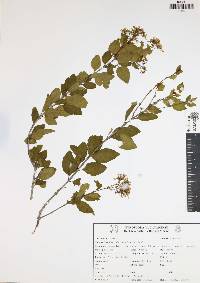 Machaonia lindeniana image