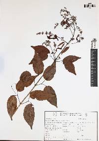 Bignonia diversifolia image