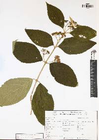 Callicarpa acuminata image