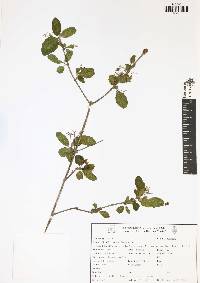 Guettarda elliptica image