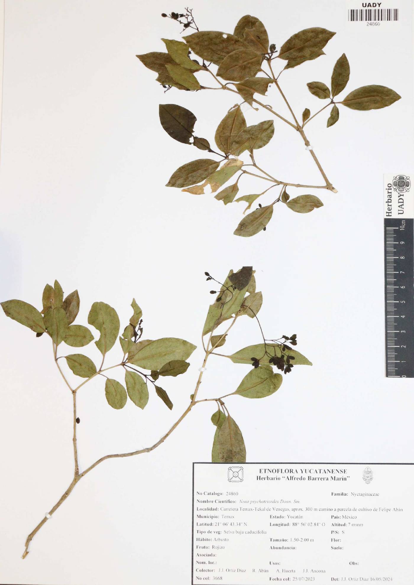 Neea psychotrioides image