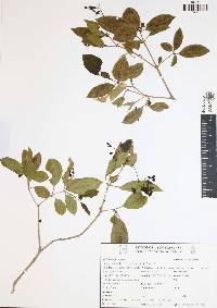 Neea psychotrioides image