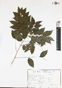 Casearia silvestris image