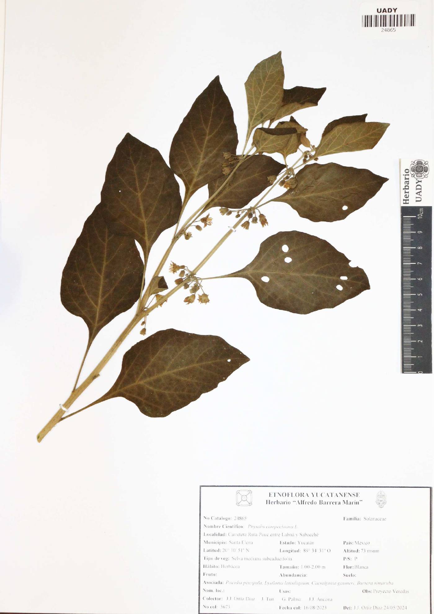 Physalis campechiana image