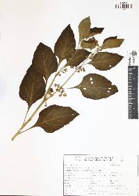 Image of Physalis campechiana