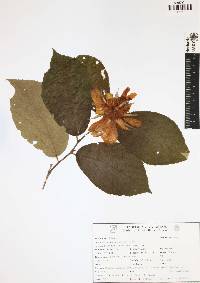 Luehea speciosa image