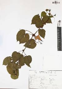 Bignonia diversifolia image
