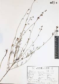 Agalinis spiciflora image