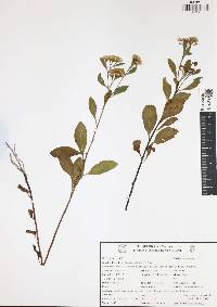 Pluchea odorata image