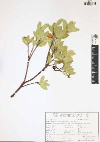 Bonellia macrocarpa image