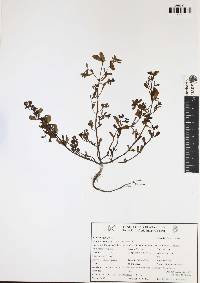 Portulaca oleracea image