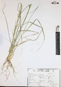 Eragrostis prolifera image