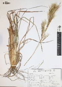 Andropogon bicornis image