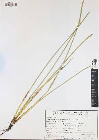 Eleocharis interstincta image