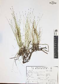 Eleocharis geniculata image