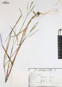 Panicum aquaticum image