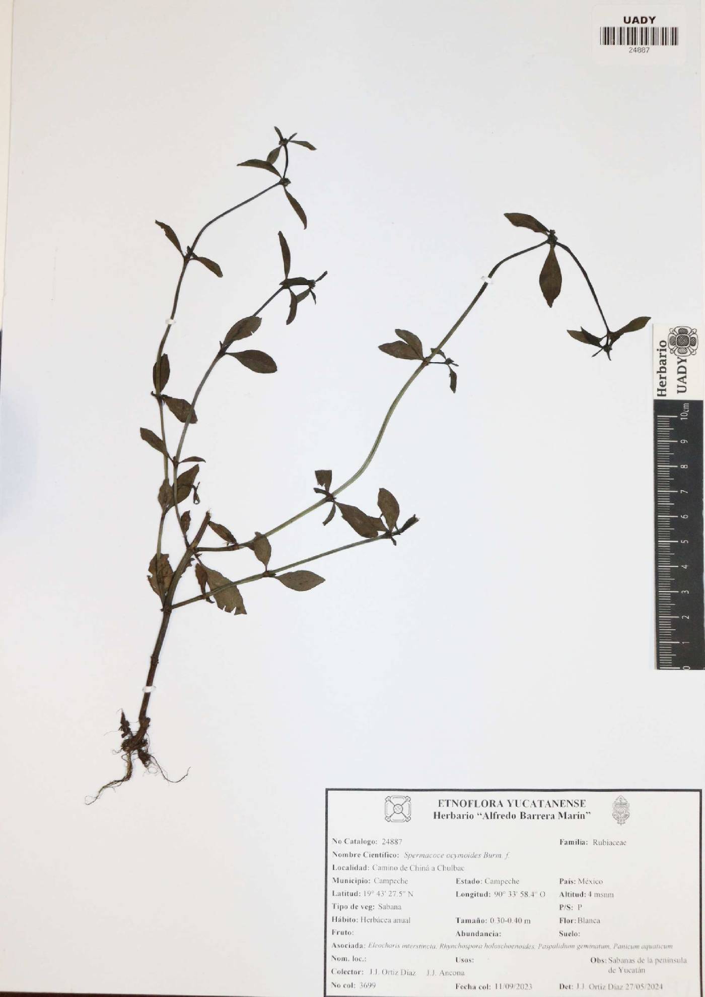 Spermacoce ocymoides image