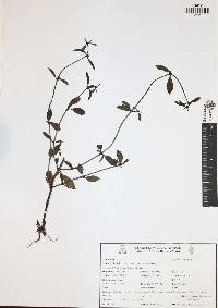 Spermacoce ocymoides image