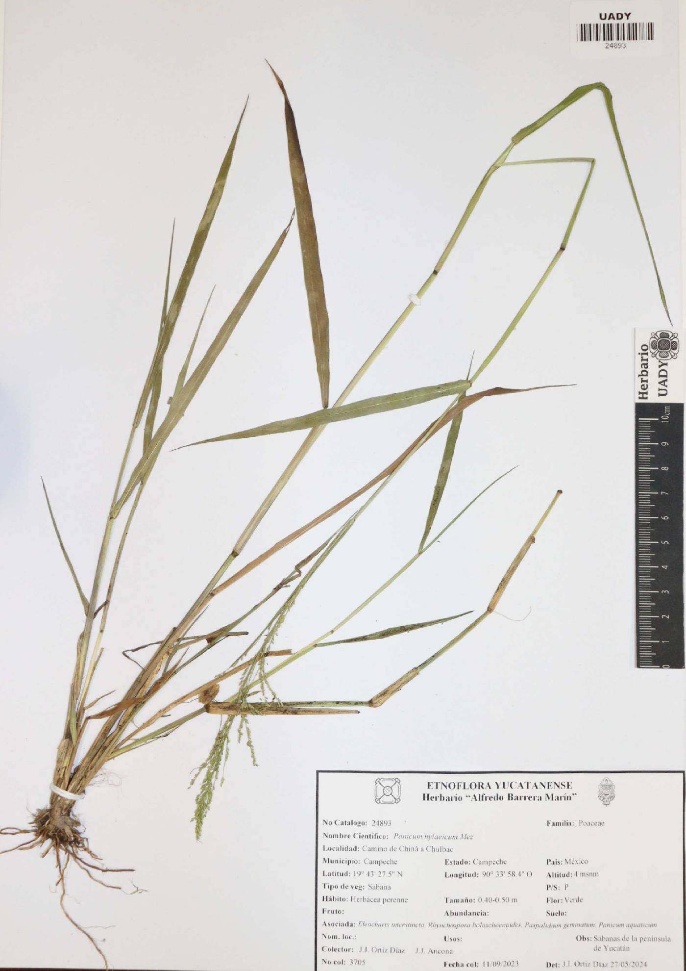 Panicum hylaeicum image