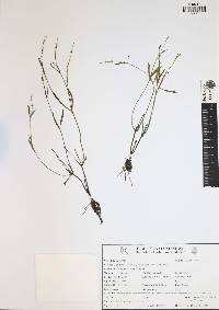 Fimbristylis dichotoma image