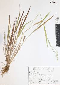 Panicum laxum image