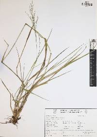 Panicum laxum image