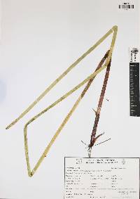 Eleocharis interstincta image