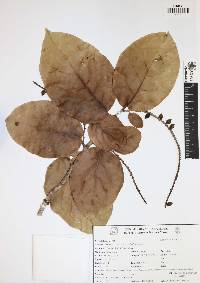 Coccoloba barbadensis image