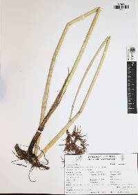 Cyperus articulatus image