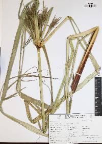 Cyperus hermaphroditus image