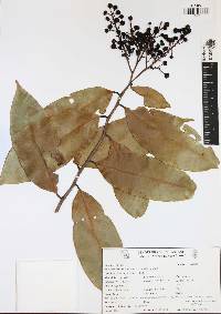 Ouratea lucens image